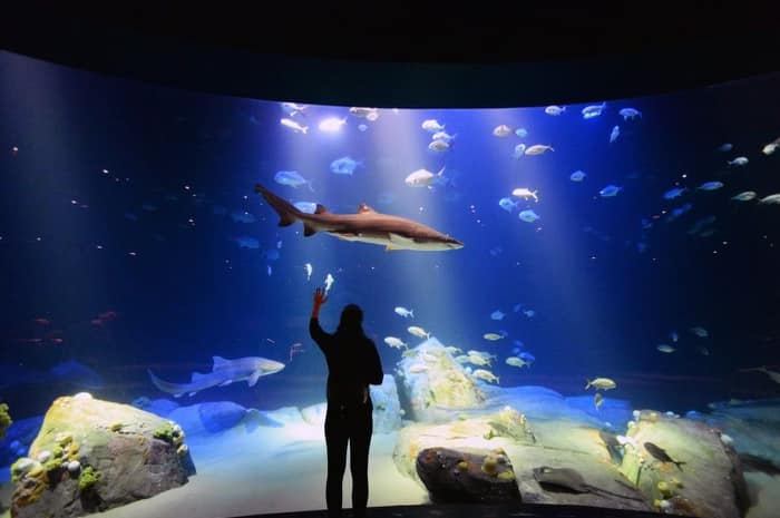 Designing the Ultimate Aquatic Experience: Custom Skylight, Architectural Water Table, and More