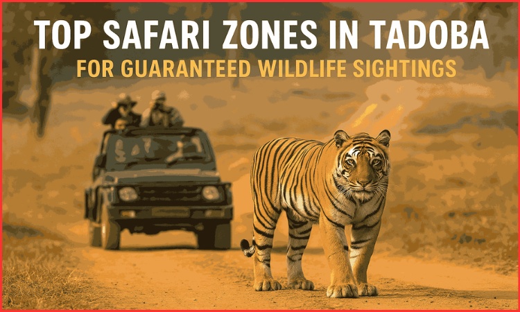 Top Safari Zones in Tadoba for Guaranteed Wildlife Sightings