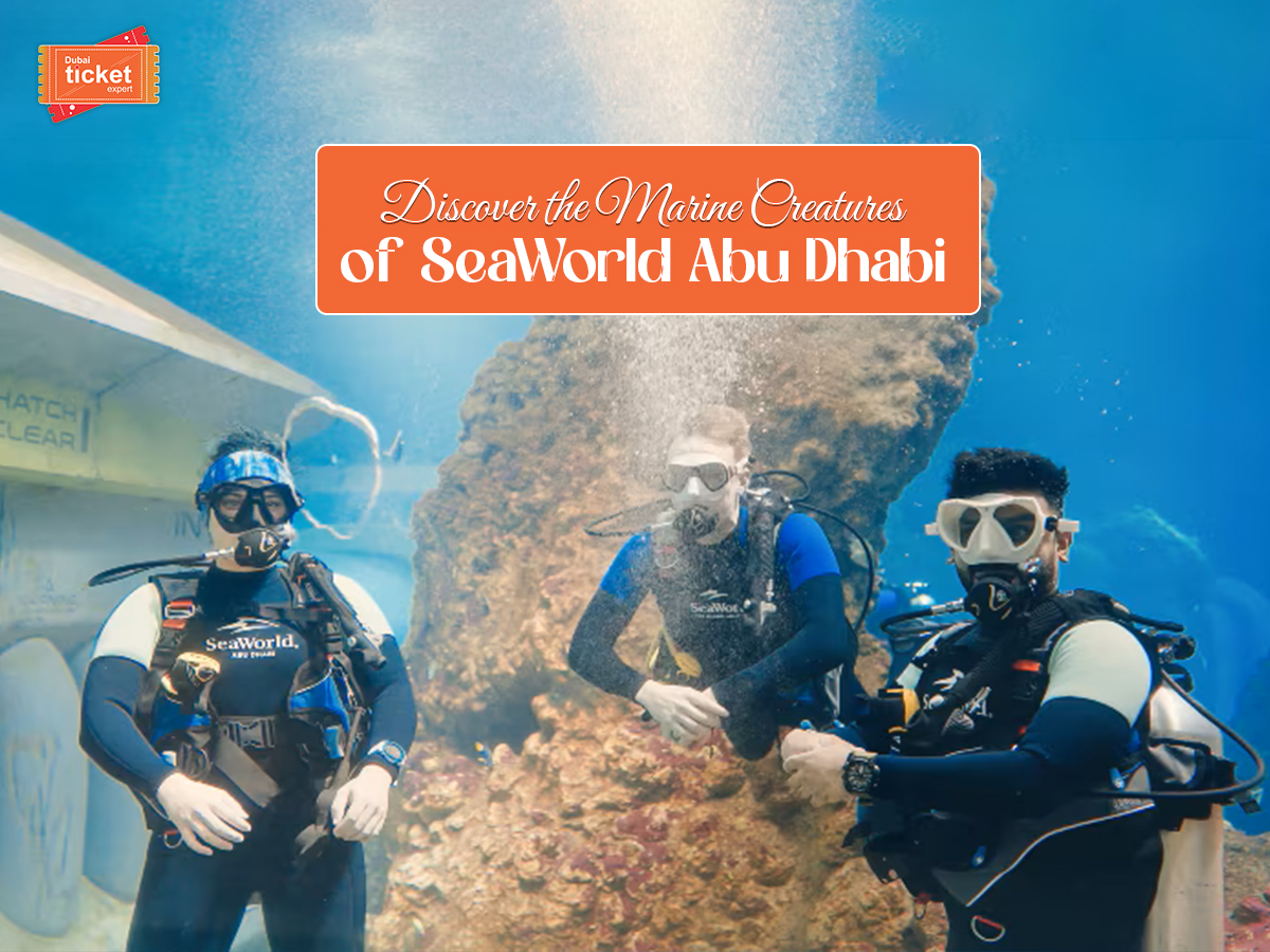 Discover the Marine Creatures of SeaWorld Abu Dhabi