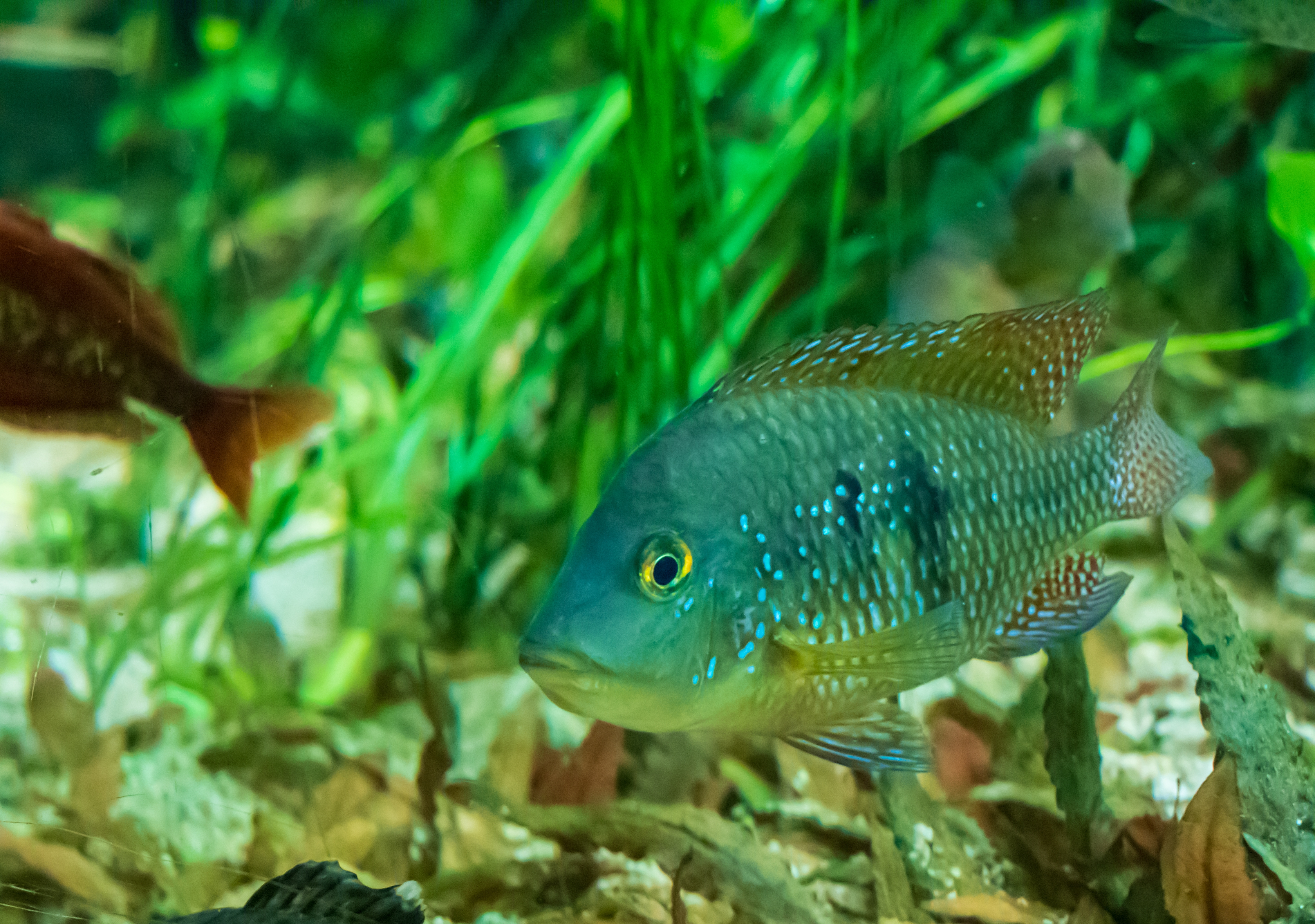 Tracking Fish Populations in Hatcheries Using PIT Tag Readers