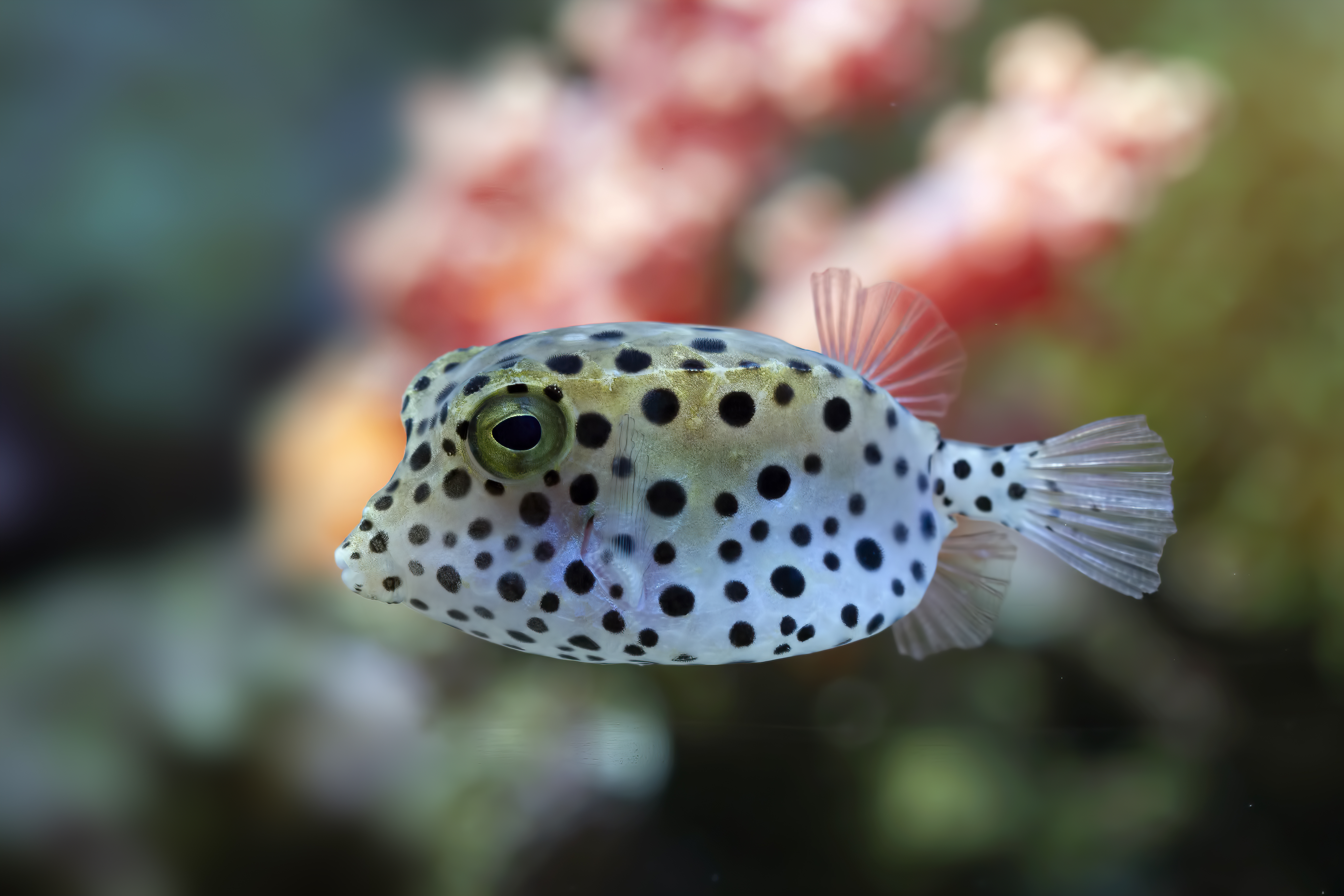 How Accurate Fish Identification Helps Prevent Overfishing