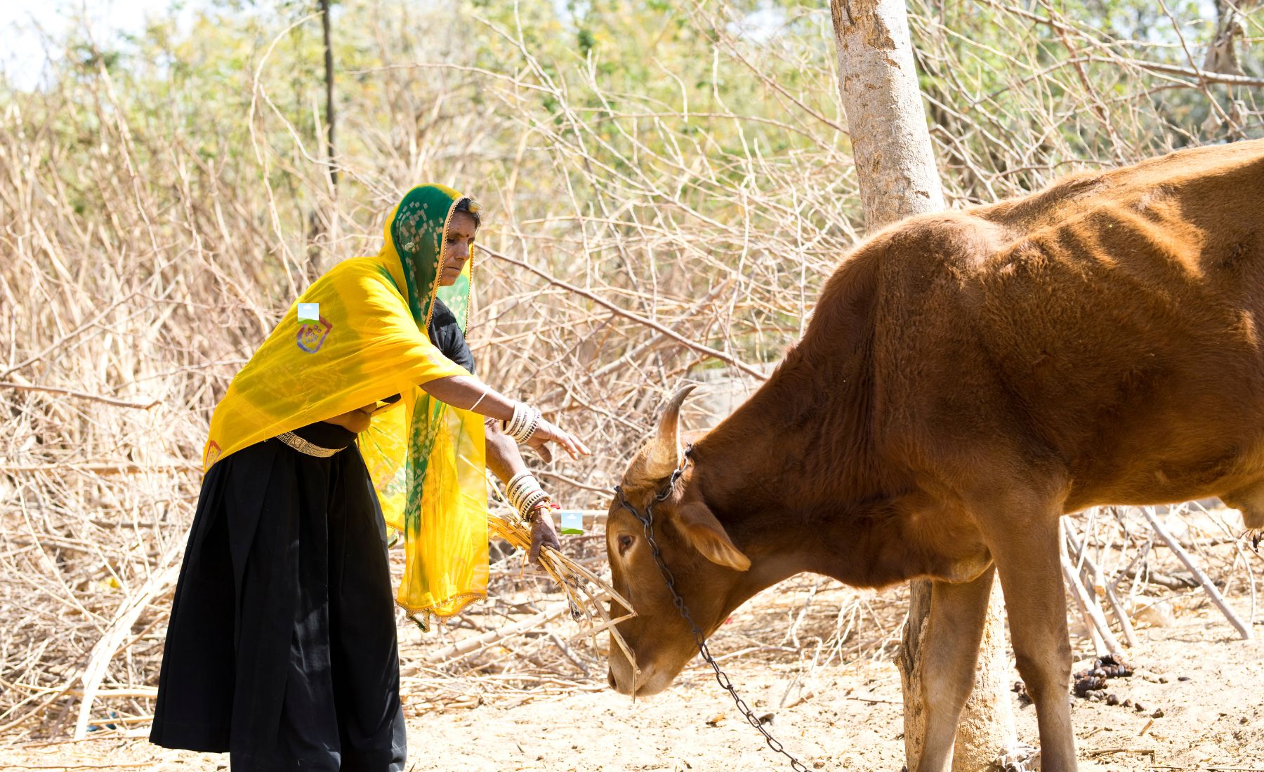 Animal Feed Insights: Nutrition, Innovation, and Sustainability