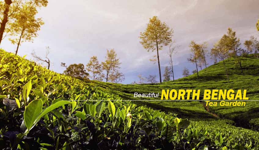 What to Expect from Our Curated North Bengal Tour Packages