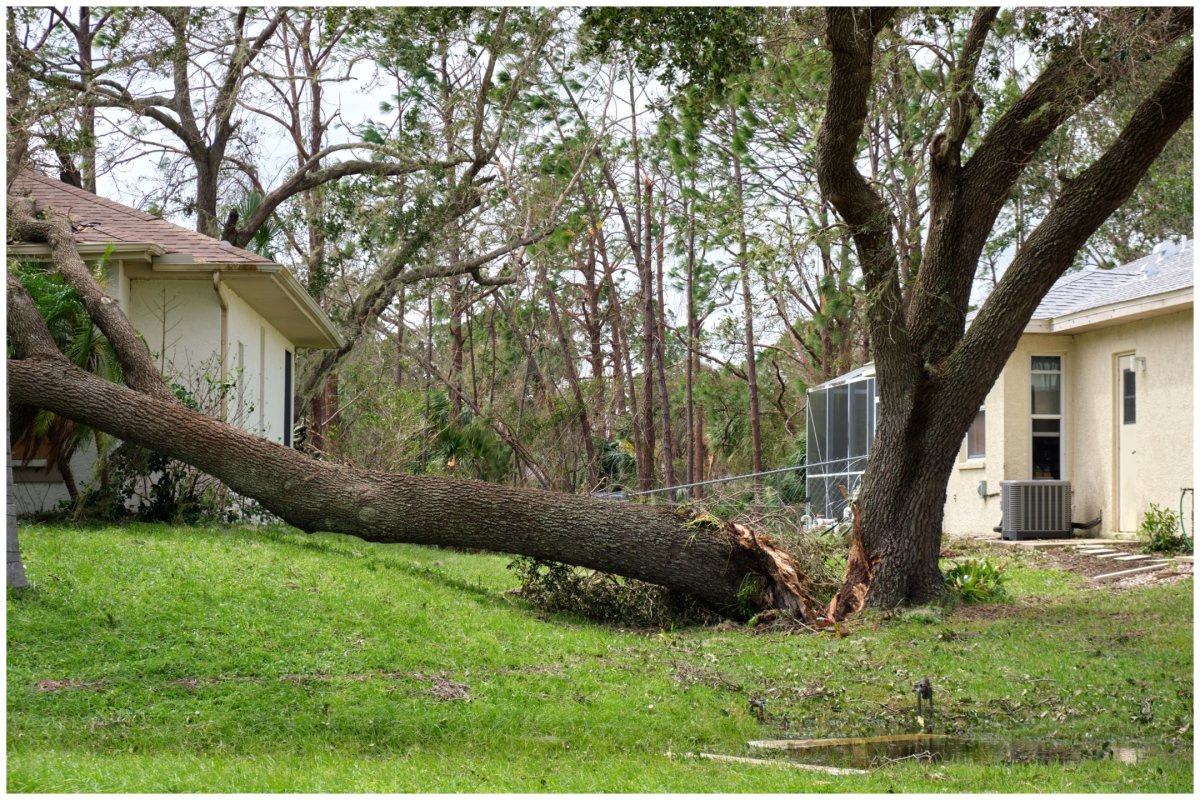 Hidden Dangers: How Overgrown Trees Threaten Your Home