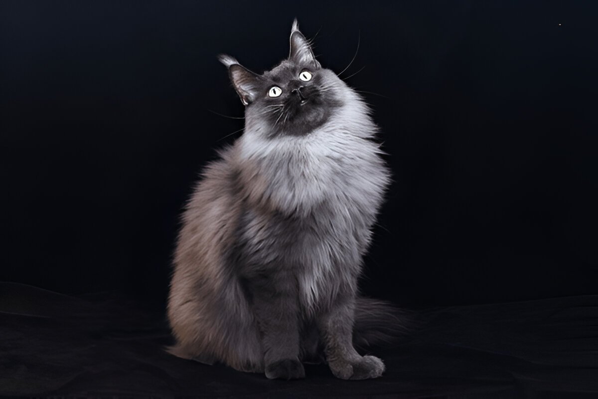 10 Fascinating Facts About Maine Coons