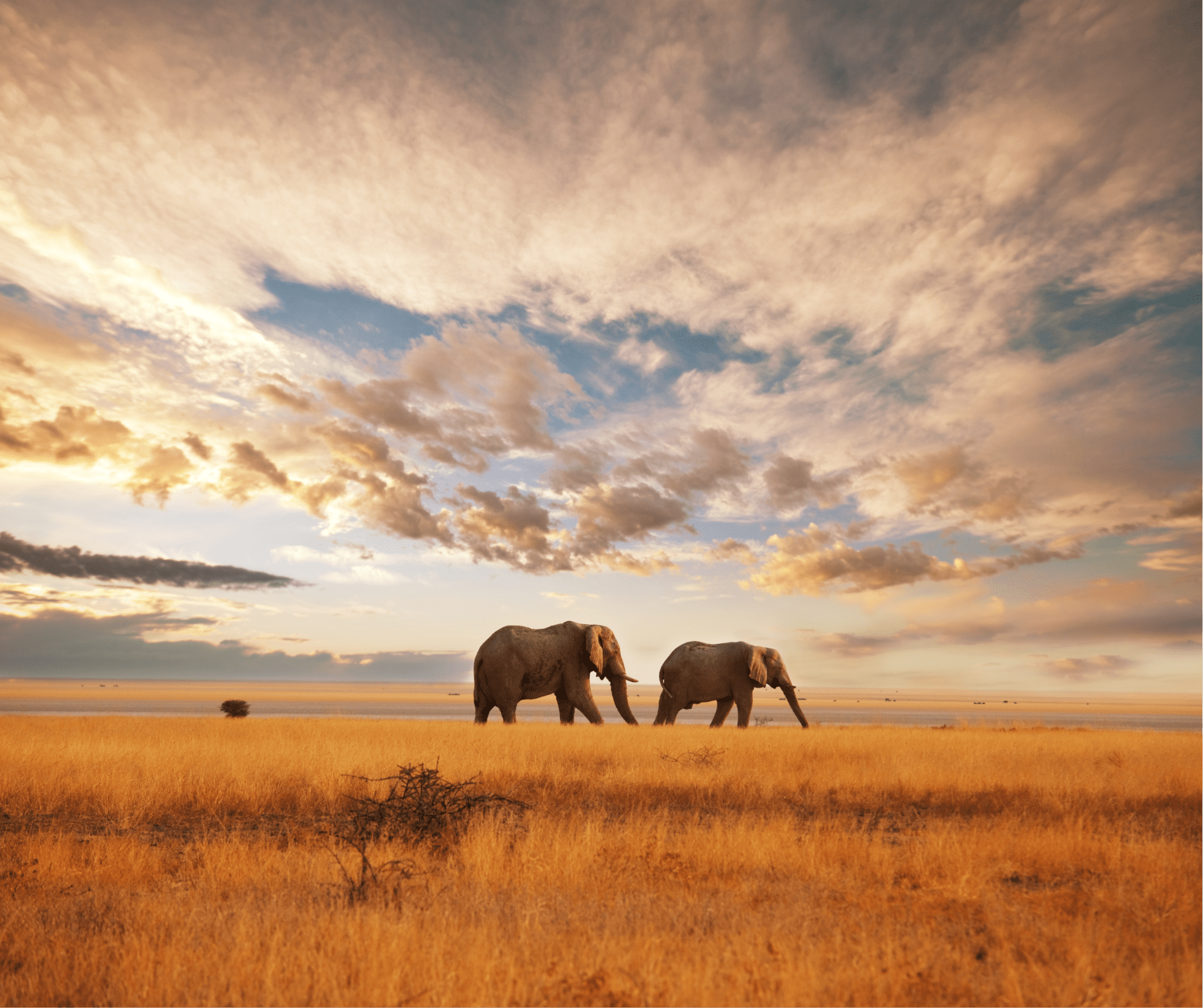 A Guide to Ethical Animal Encounters While Traveling