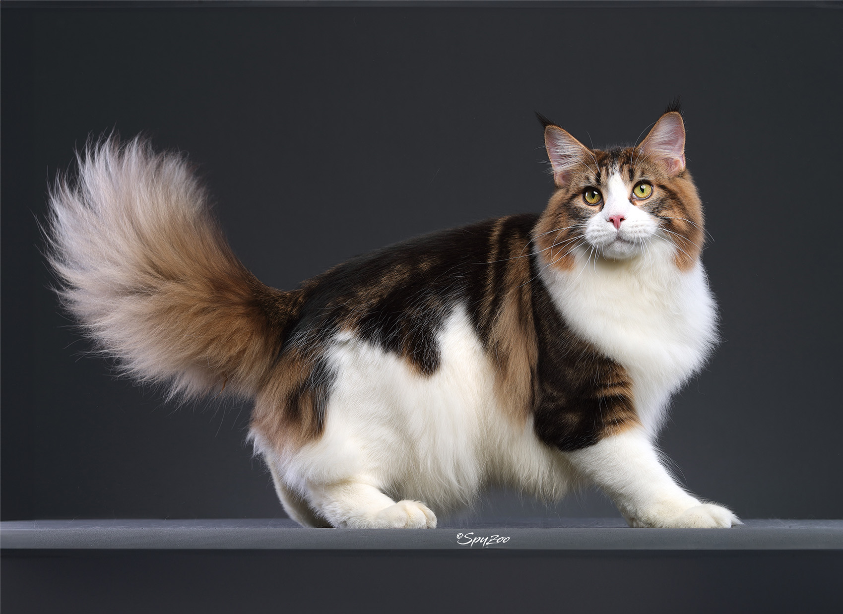Why Are Some Cat Colors Breed-Specific?