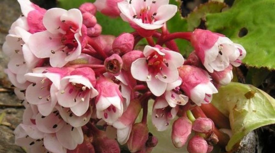 Exploring the Enchanting Gardens and Parks of Sikkim