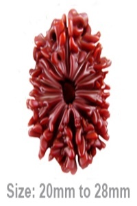 Unlocking Divine Brilliance: The Power and Benefits of 12 Mukhi Rudraksha