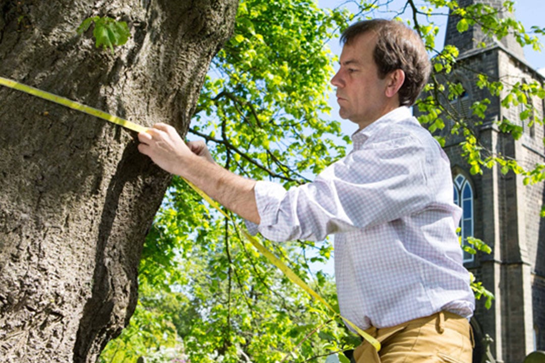 Arboricultural Consultancy in UK: Enhancing Tree Care & Health