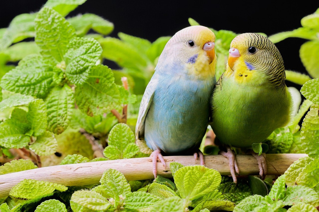 Best Pet Birds for Beginners – Easy & Friendly Birds for First-Time Owners | Focus Pet Care