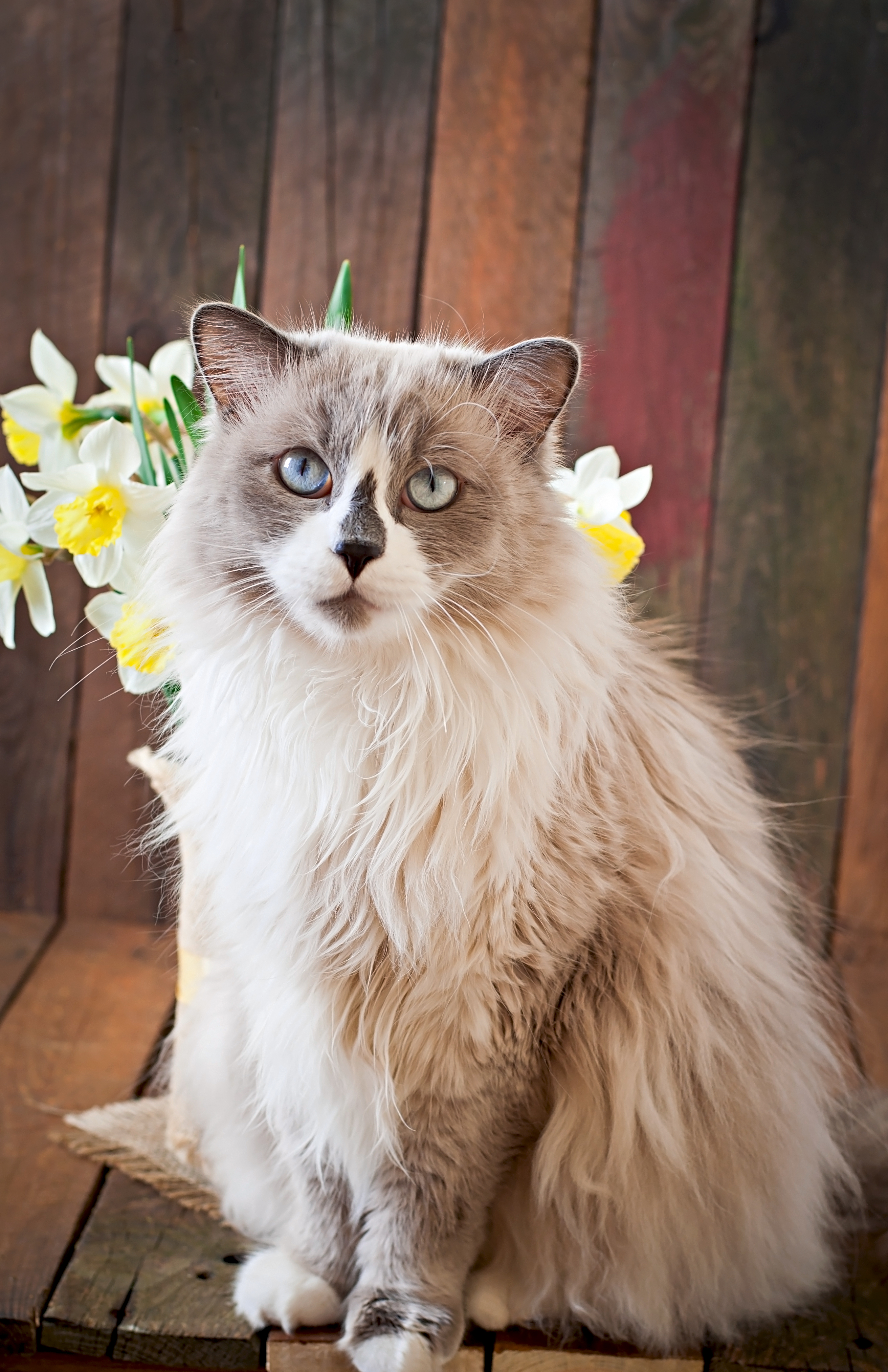 Ragdoll Cat Breed Profile, Characteristics & Care