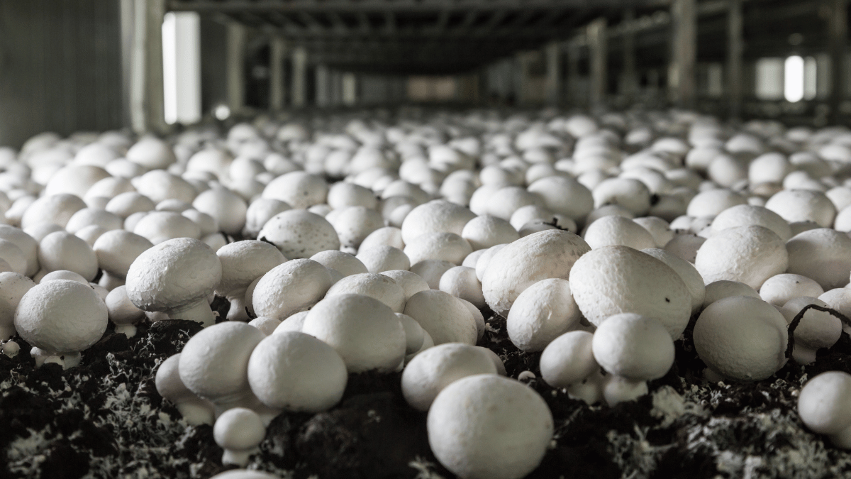 Mushroom Cultivation Market Trends and Innovations Transforming the Industry