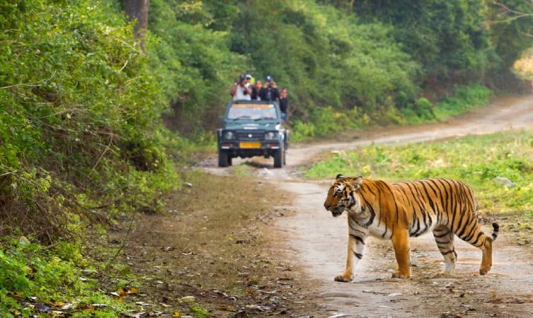 Why Corbett Riverside Resort Is the Perfect Escape for Nature Lovers