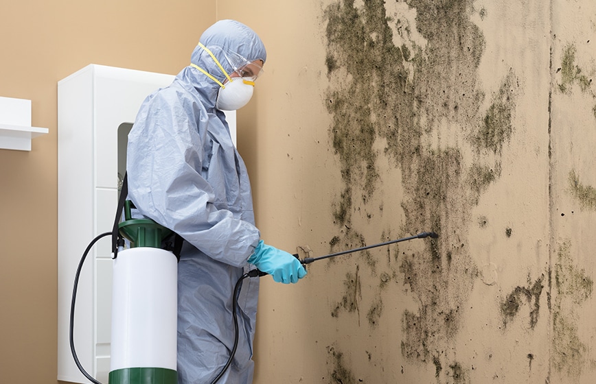 Commercial Mold Remediation: Safeguarding Your Business Environment