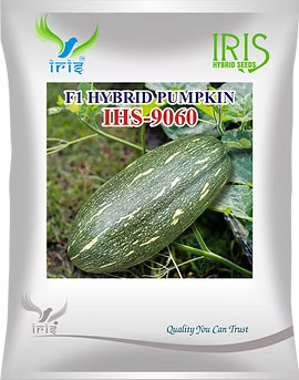 F1 Hybrid Pumpkin Seeds – Grow a Healthier, High-Yield Pumpkin Harvest