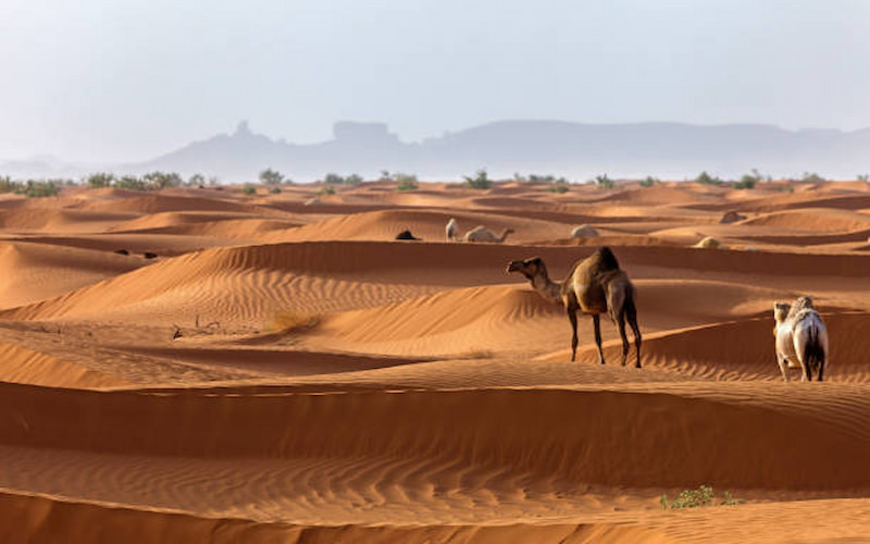 Unforgettable Desert Experiences in Saudi