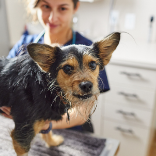 Top Paying Veterinary Technician Specialist (VTS) Careers