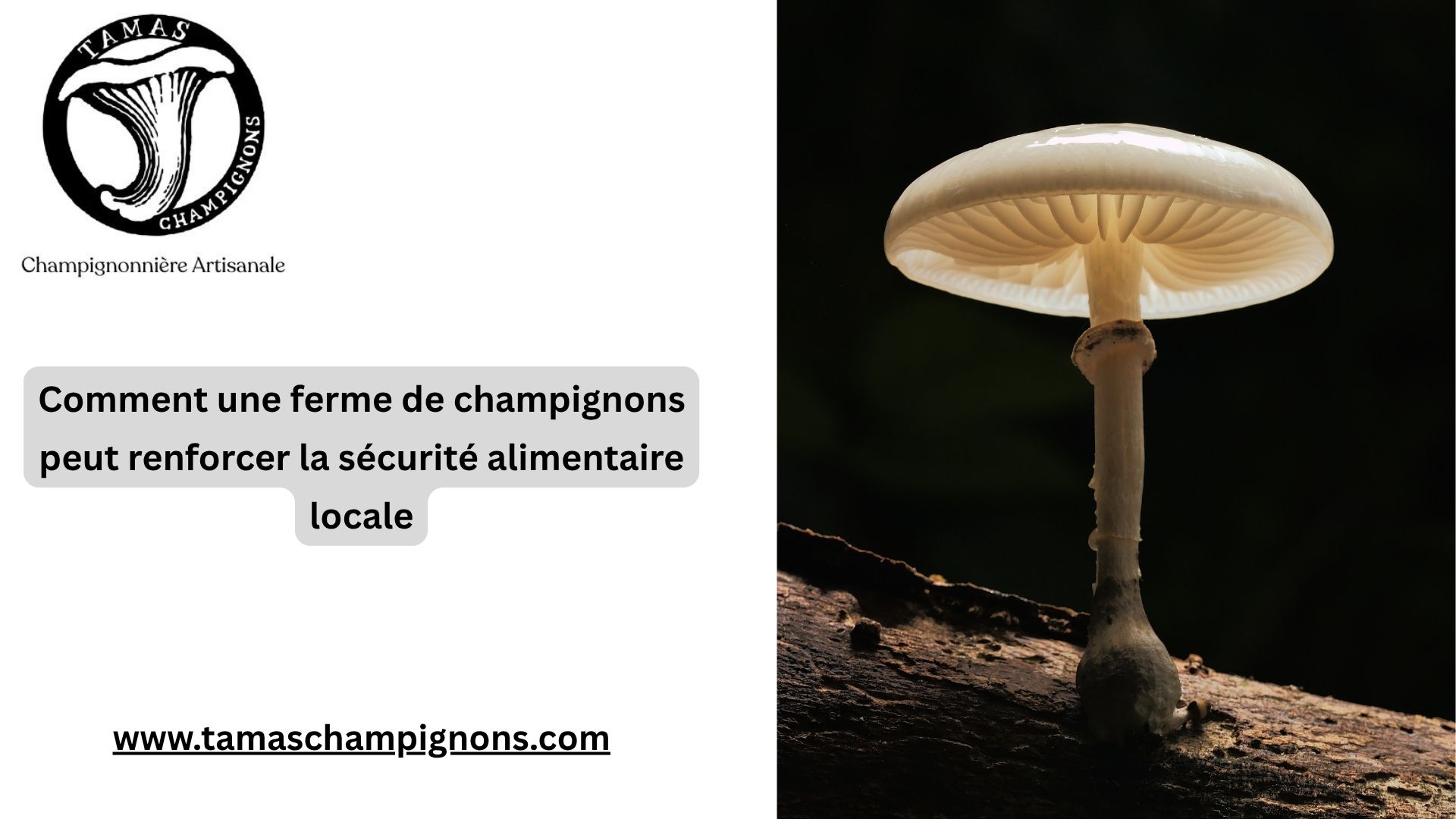 Comment une ferme de champignons peut renforcer la sécurité alimentaire locale