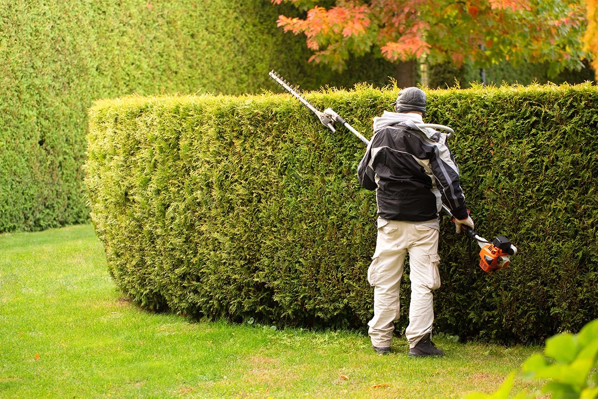 What Are the Benefits of Professional Hedge Trimming?