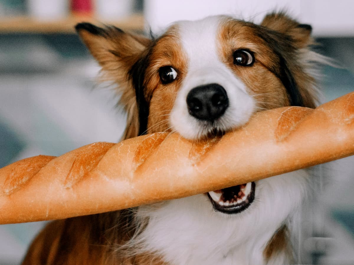 Is Bread Bad for Dogs?