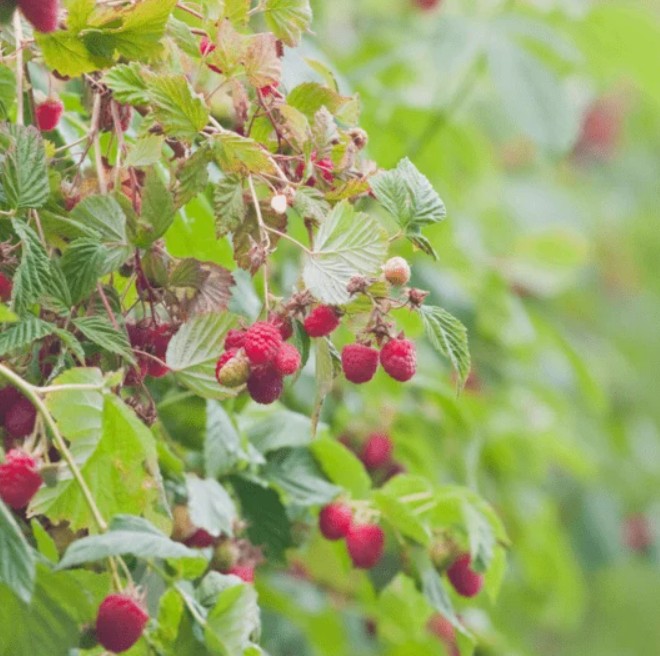 Why Berries and Greenhouses Are the Future of Indian Farming