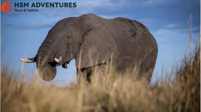 Discover the Wild on a Chobe Day Trip from Livingstone