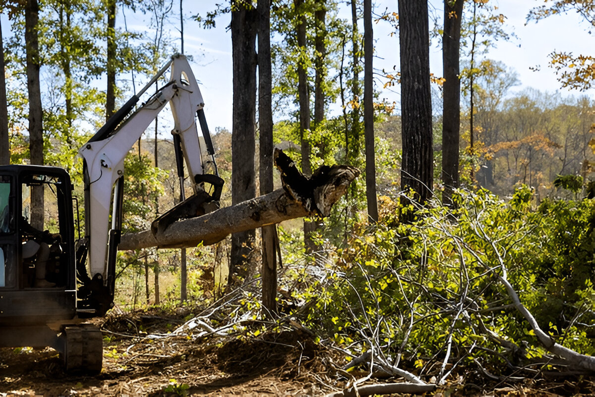 How Tree Removal Can Boost Your Home’s Curb Appeal