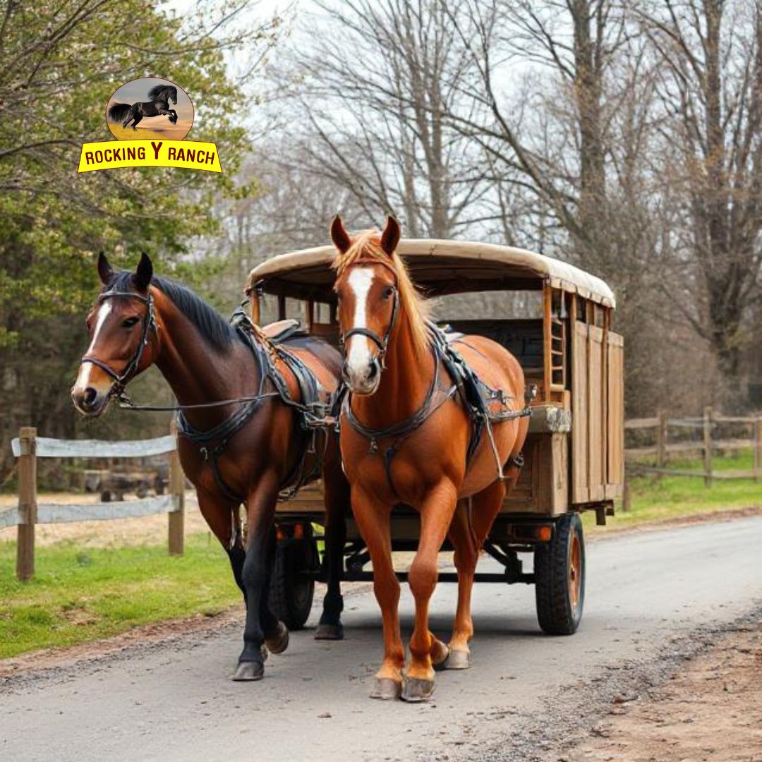 Affordable Horse Transport in California | Rocking Y Ranch