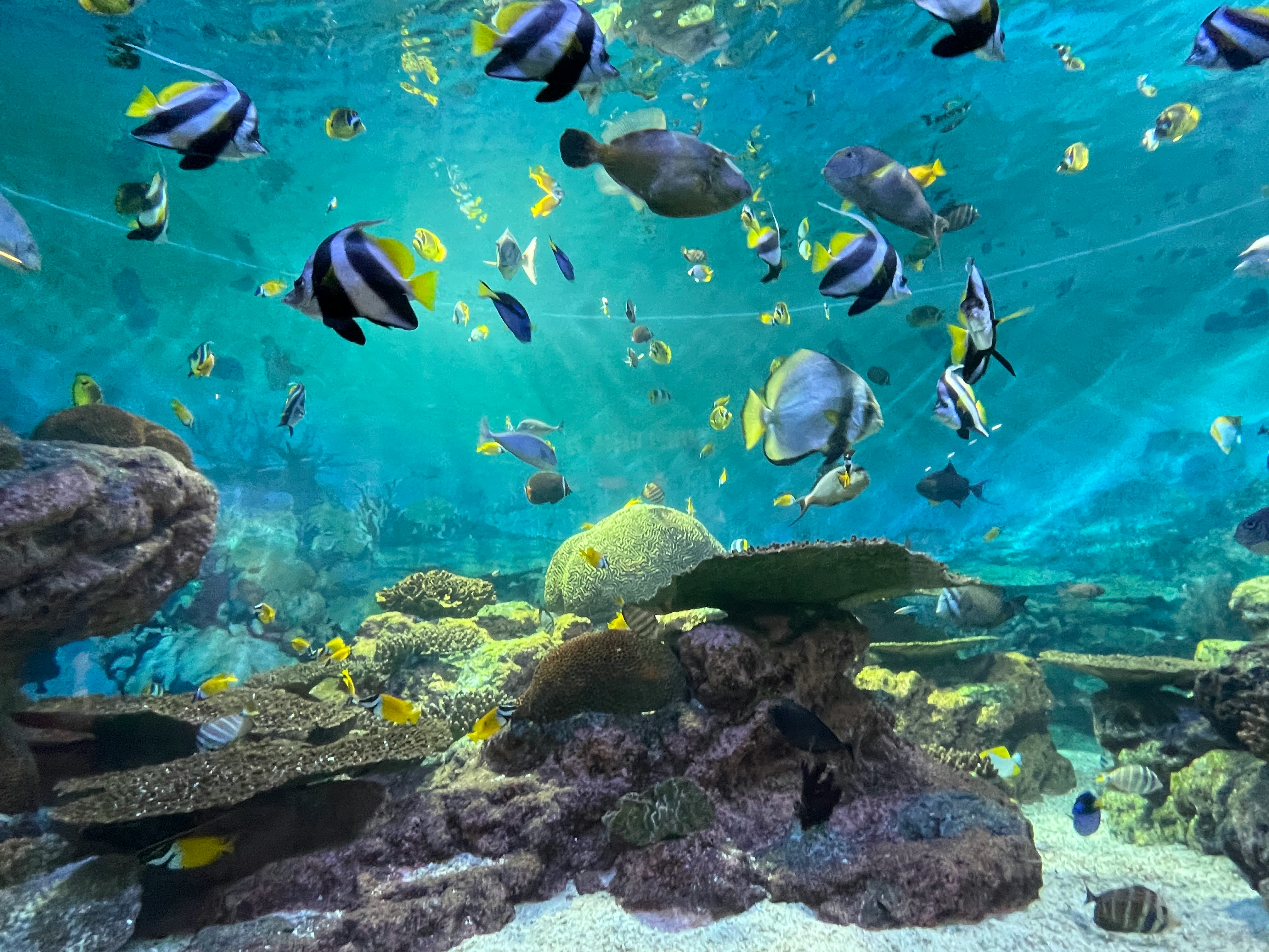 Dubai Mall Aquarium and Underwater Zoo: Top 5 Must-See Marine Creatures in 2025