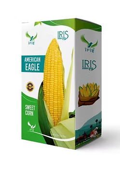 Hybrid Sweet Corn Seeds – Grow Premium F1 Sweet Corn with High Yield and Taste