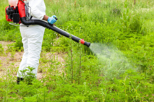 Best Practices for Professional Insecticide Maintenance and Treatment: Ensuring Long-Lasting Results