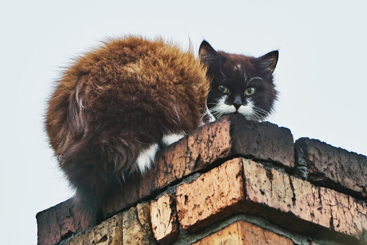 How Chimney Animal Removal in Hamilton Works Step by Step