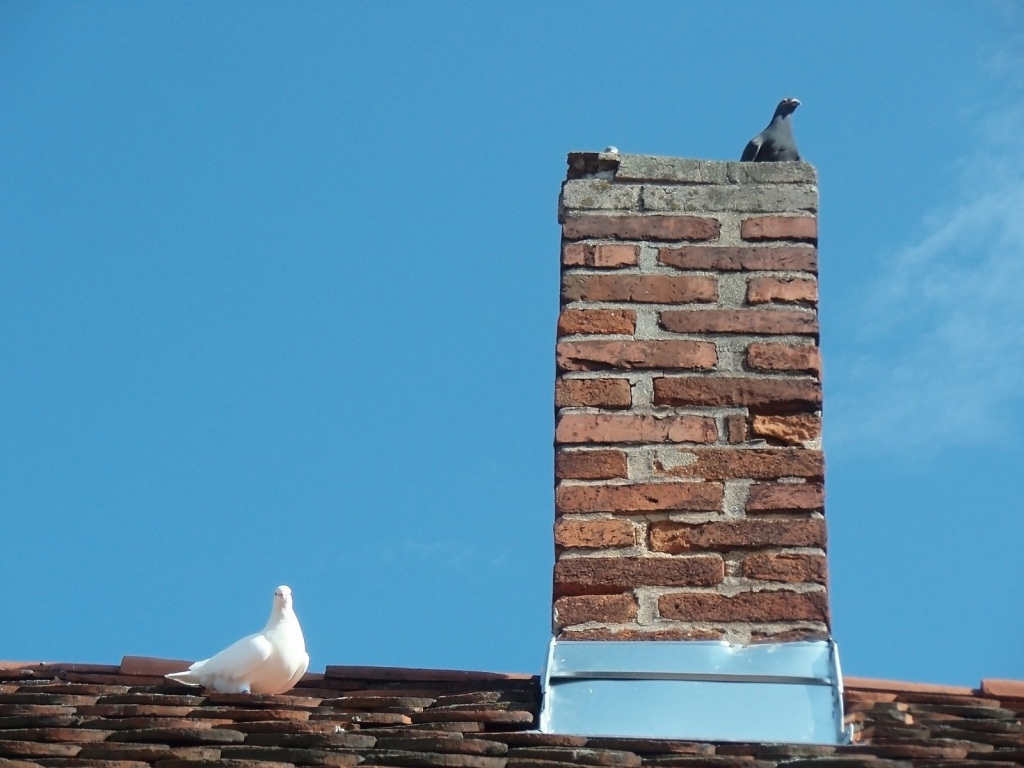 How Chimney Animal Removal in Cape Coral Protects Your Home