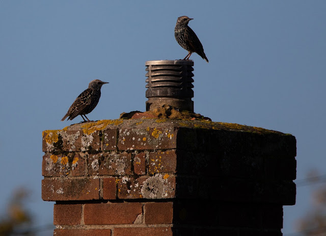 How Chimney Animal Removal in Silverdale Keeps Your Home Safe