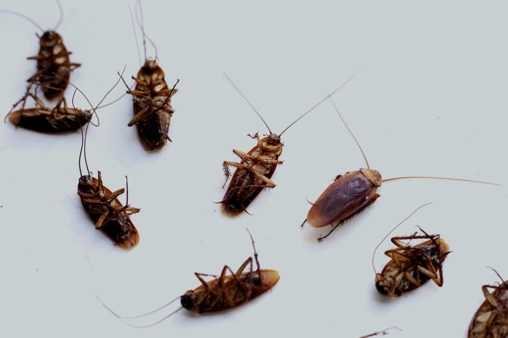 Top Choice Pest Control: Reliable Cockroach Pest Control Near Me