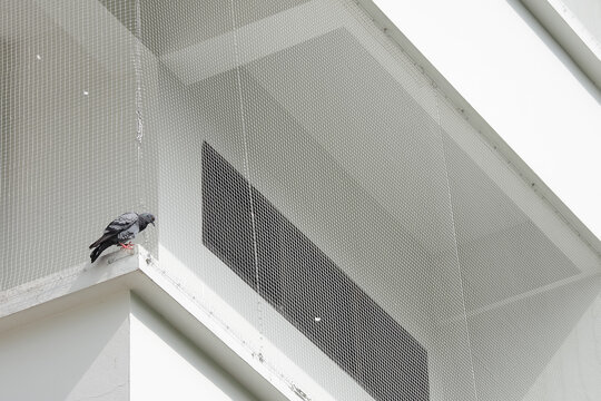 Best Solution for Protection from Pigeons in Delhi – Pigeon Net Installation by Netnspike