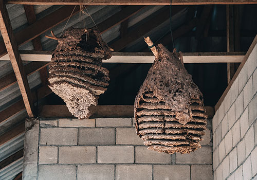 Professional Wasp Control in Dumfries & Ayrshire You Can Trust
