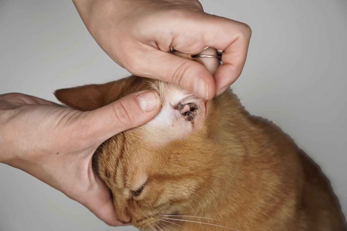 Ear Mites in Cats: Signs, Treatment & Easy Prevention Tips