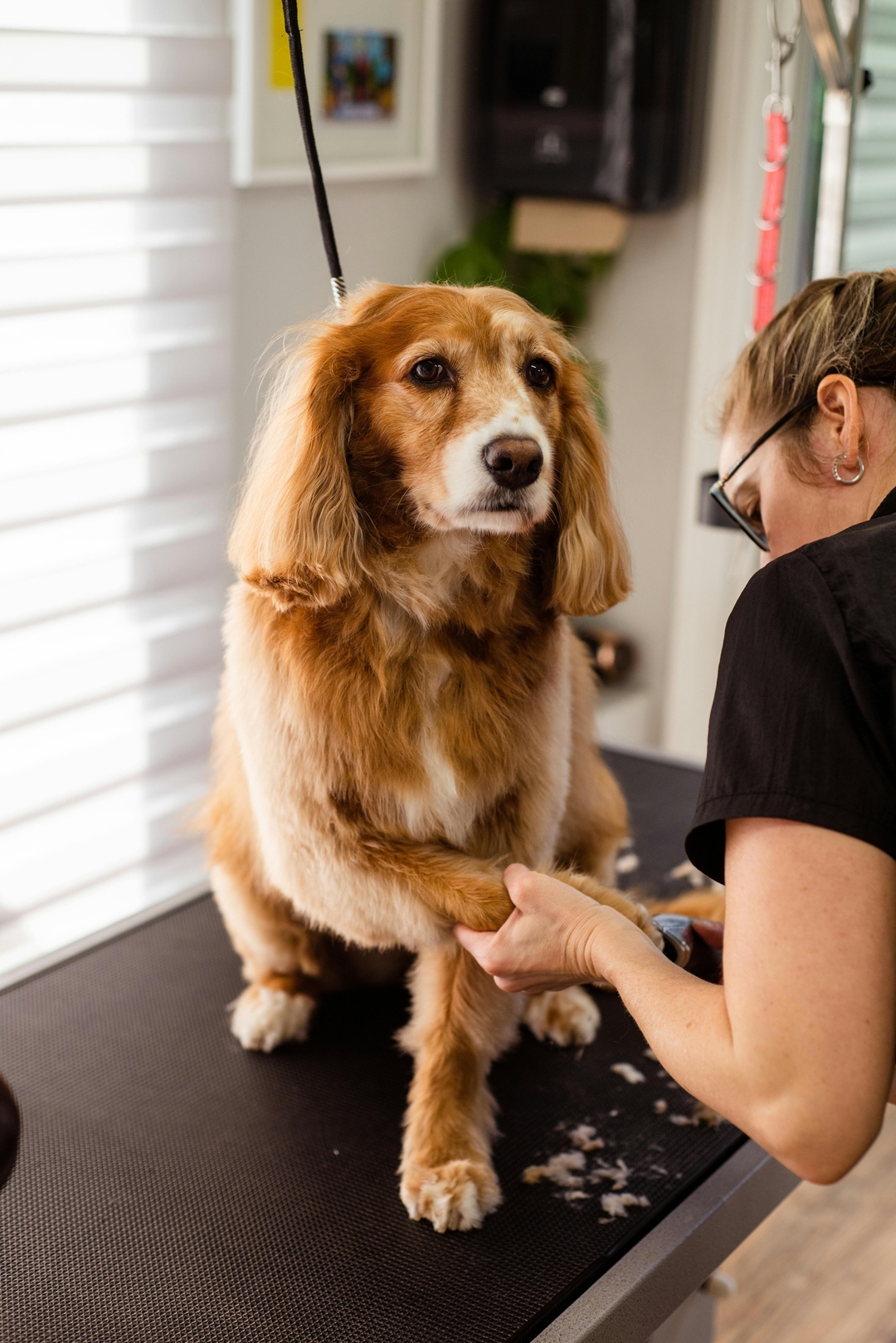 Top Pet Grooming Trends Pet Owners in Abu Dhabi Should Know About
