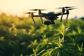 Drones technology in Hemp farming: precision, efficiency, higher yields