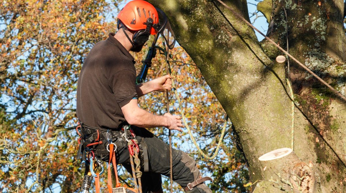 Expert Tree Management for Safe and Healthy Landscapes