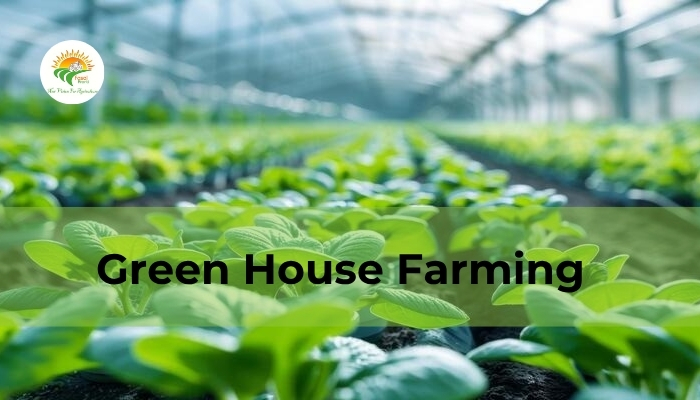 Rainfall & Green house Farming: Maximizing Monsoon Impact