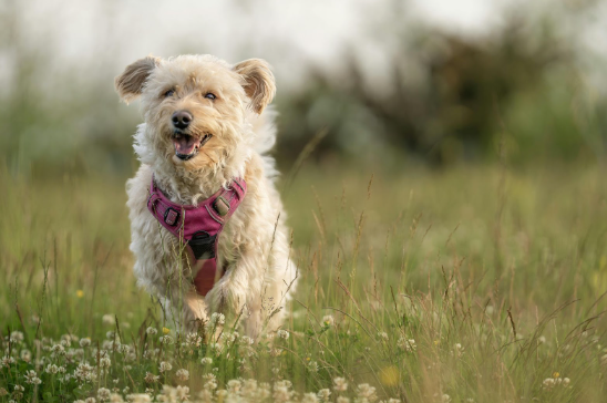5 Signs Your Pet Could Benefit from an In-Home Pet Sitter