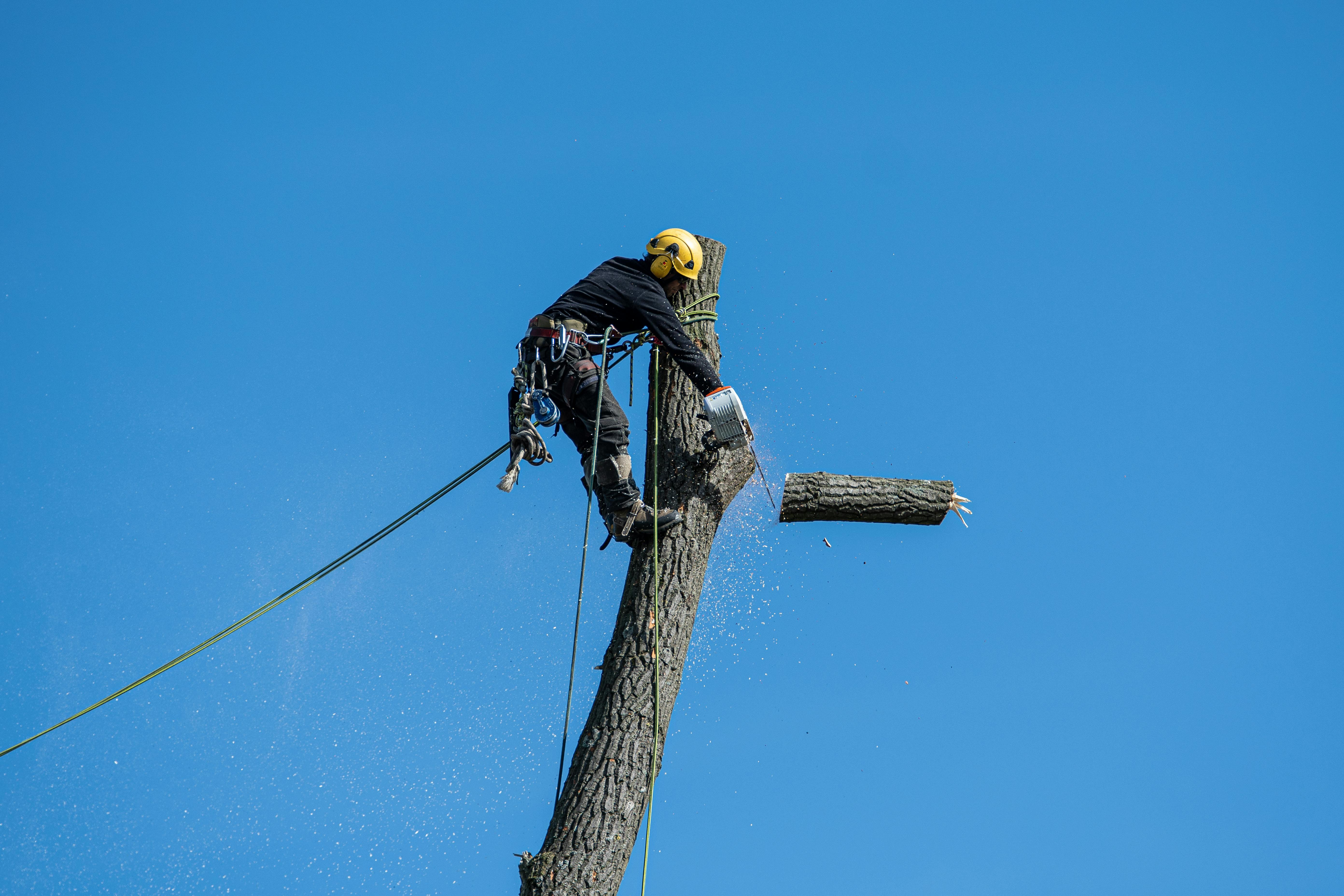 The Environmental Benefits of Tree Moss Removal Services