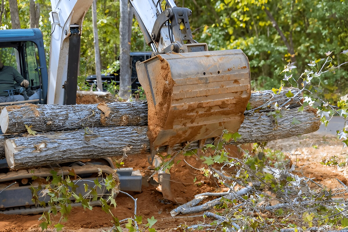 Why Do Some Tree Removals Require a Crane? A Force of Nature Explains