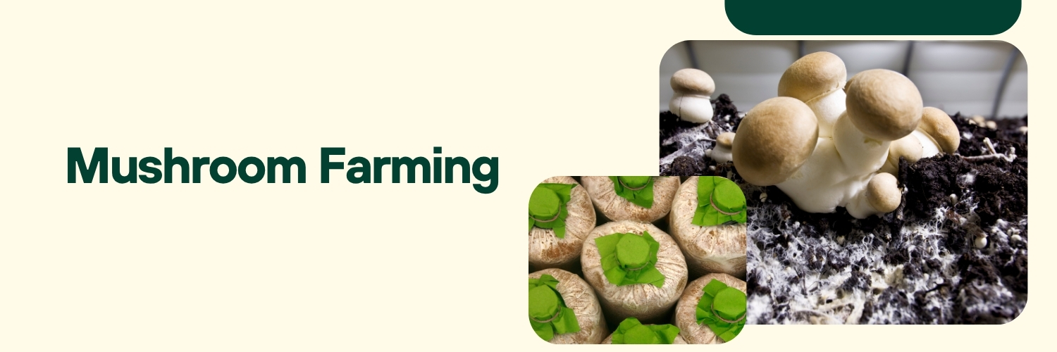 Profitable Mushroom Farming: Grow More, Earn Smart