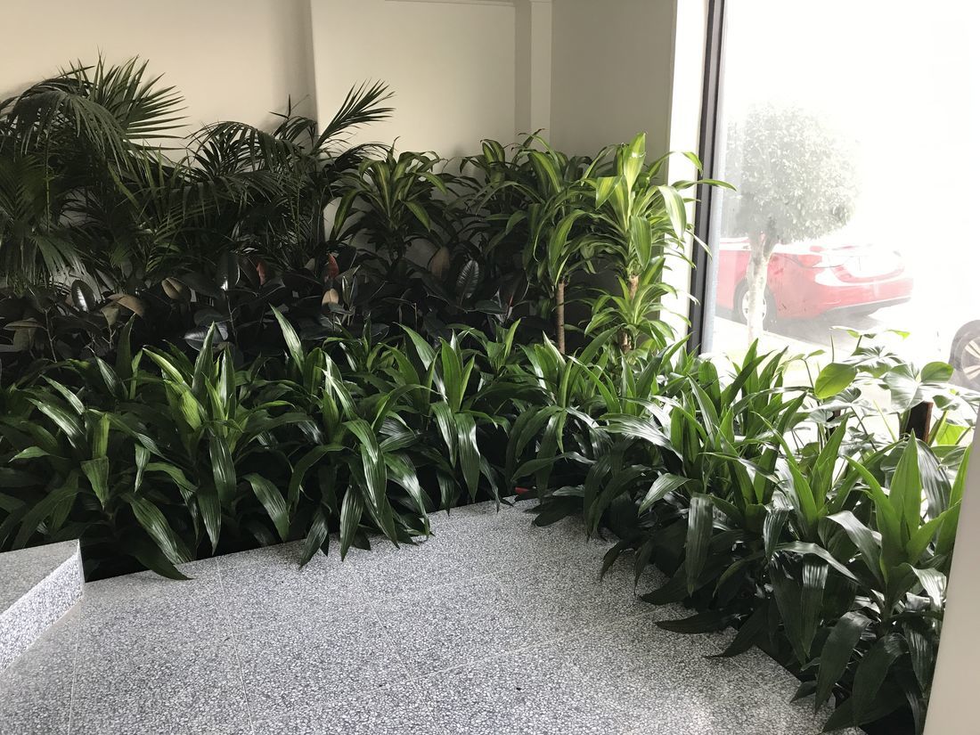 Bring Your Event to Life with Event Plant Hire in Melbourne