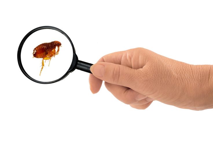 Flea Control Strategies Every Pet Owner Should Know