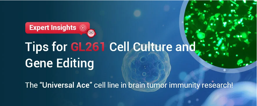 A Practical Guide to Culturing and Gene Editing of GL261 Glioma Cells